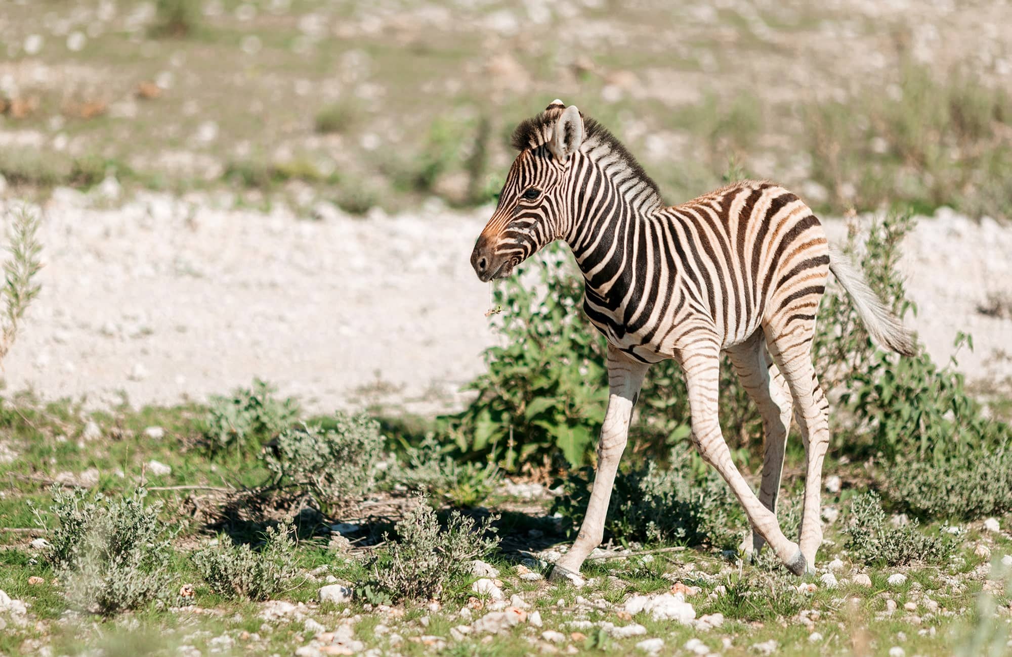 Baby Zebra (Foal)